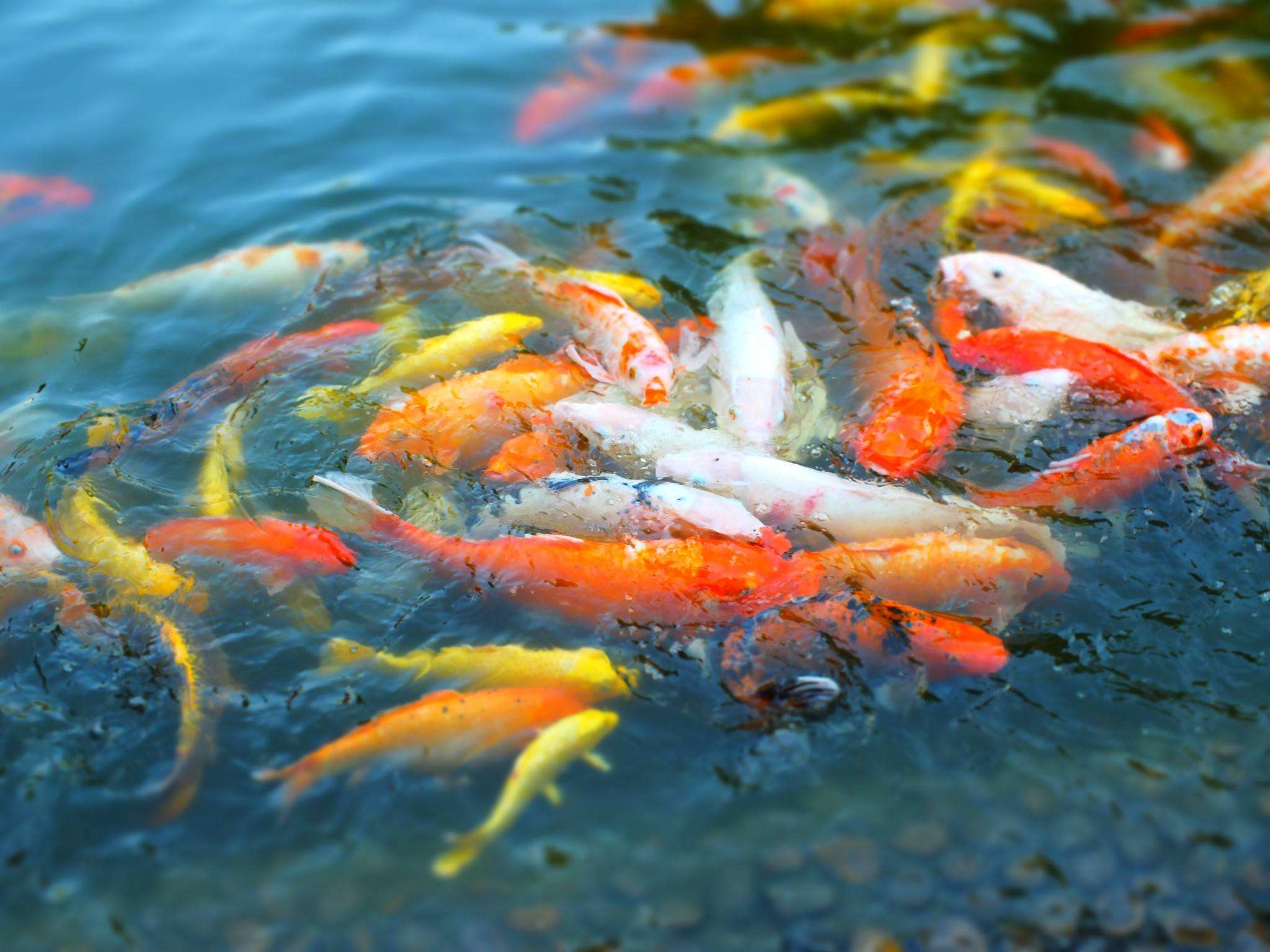 家里養(yǎng)什么魚最招財(cái).jpeg 家里養(yǎng)什么魚最招財(cái).jpeg