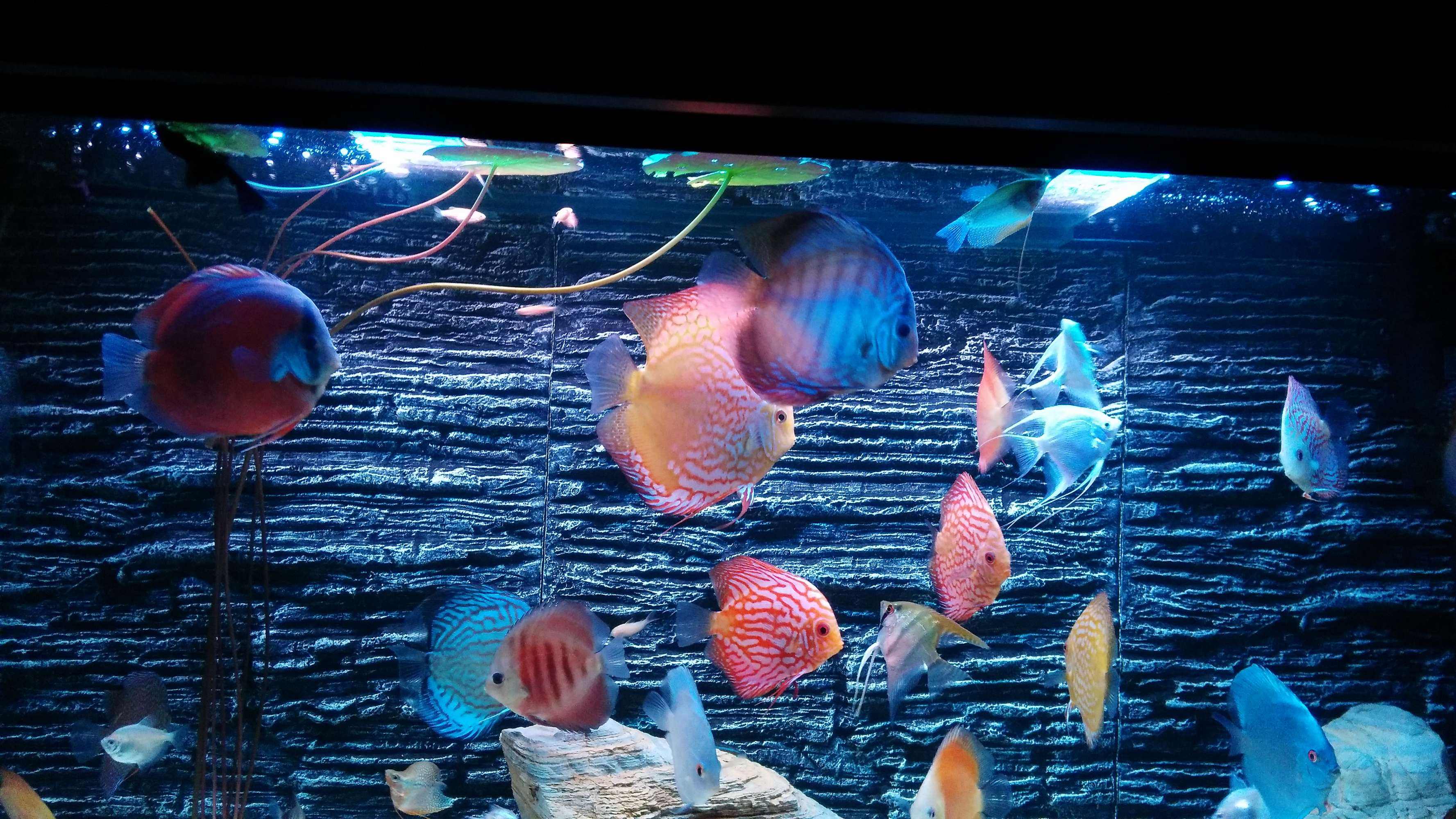 七彩神仙魚.jpeg 七彩神仙魚.jpeg