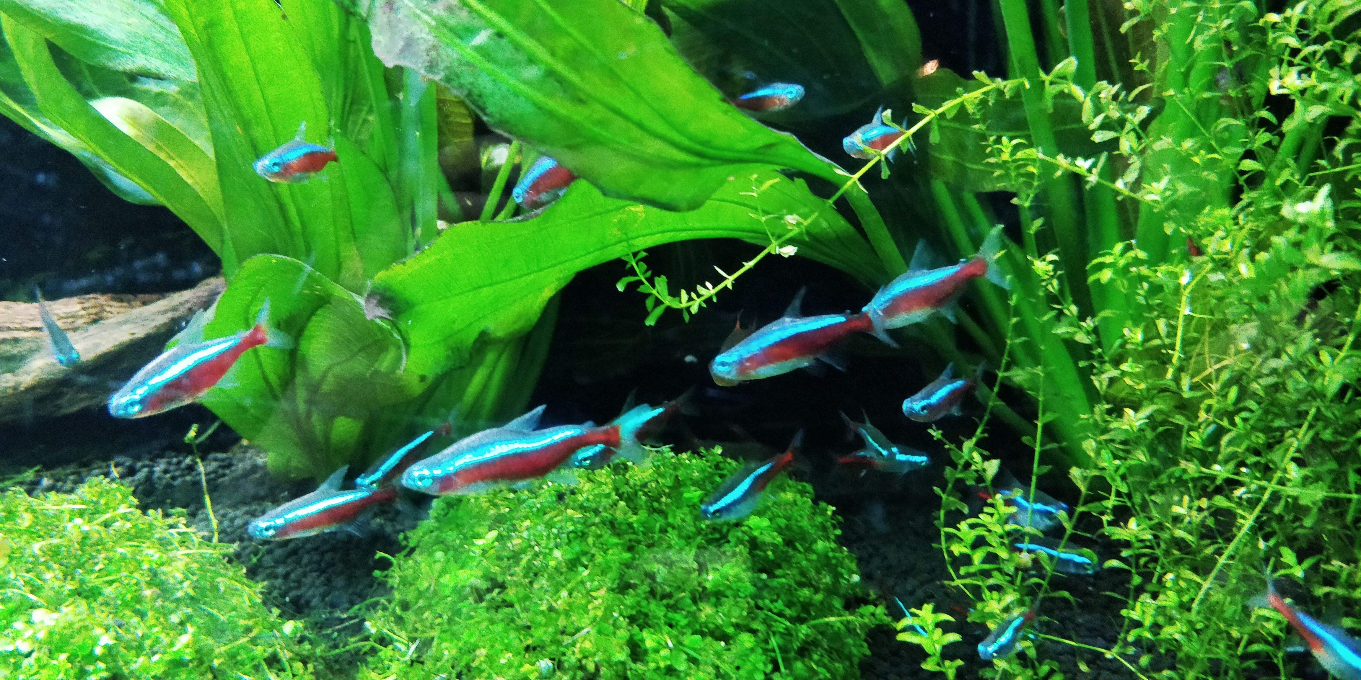 熱帶魚.jpeg 熱帶魚.jpeg