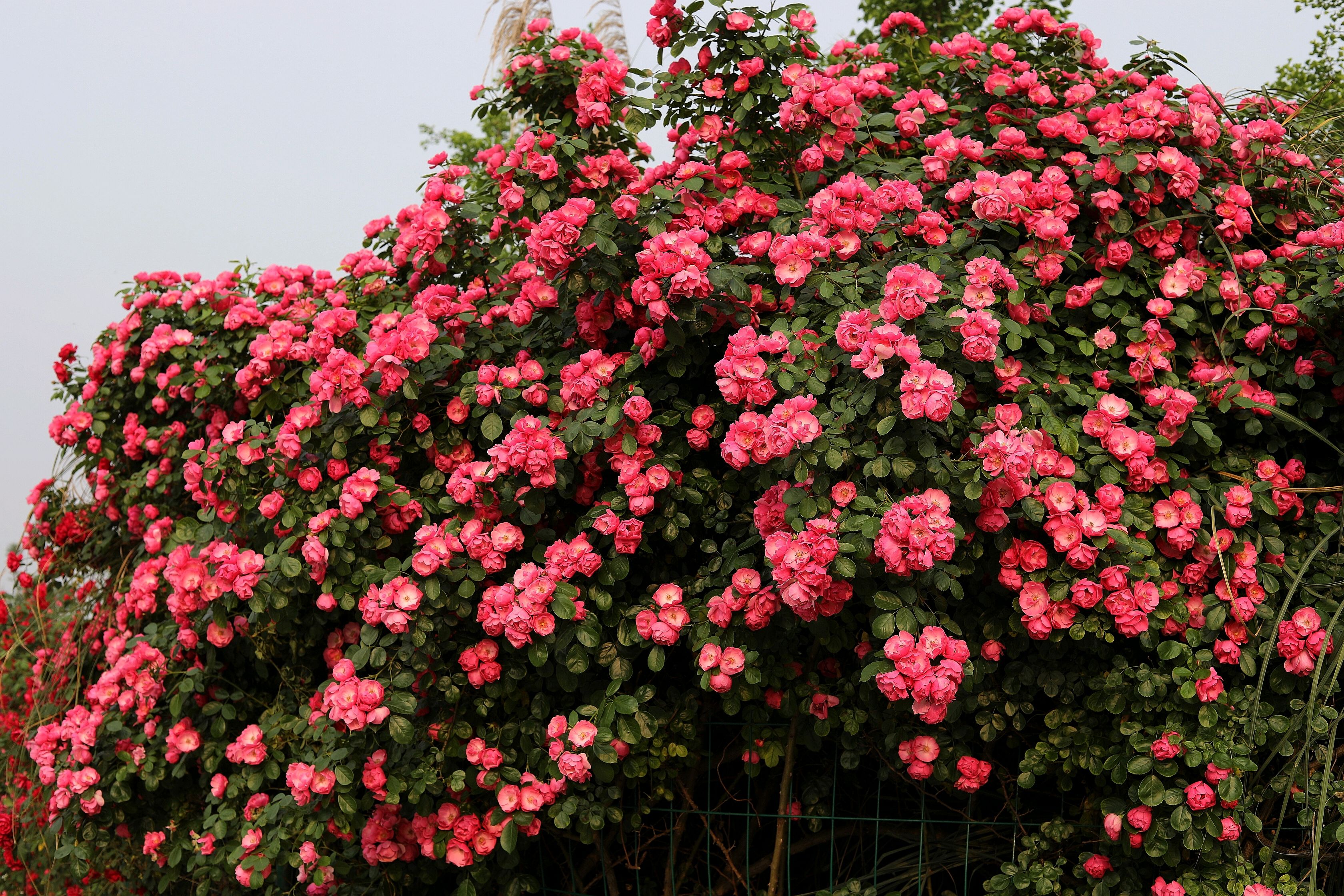 薔薇爬藤.jpeg 薔薇爬藤.jpeg