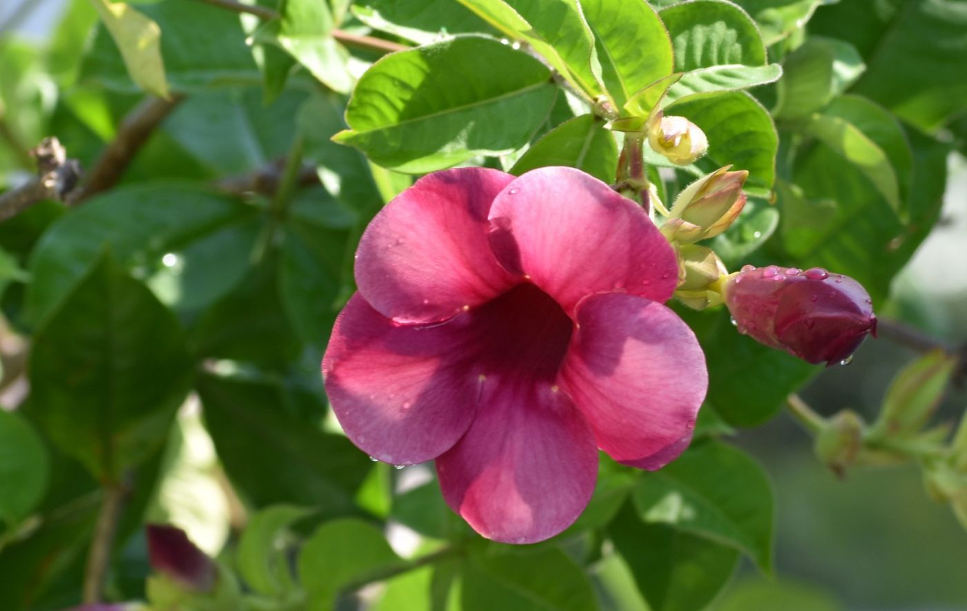 紫蟬花.jpg 紫蟬花.jpg