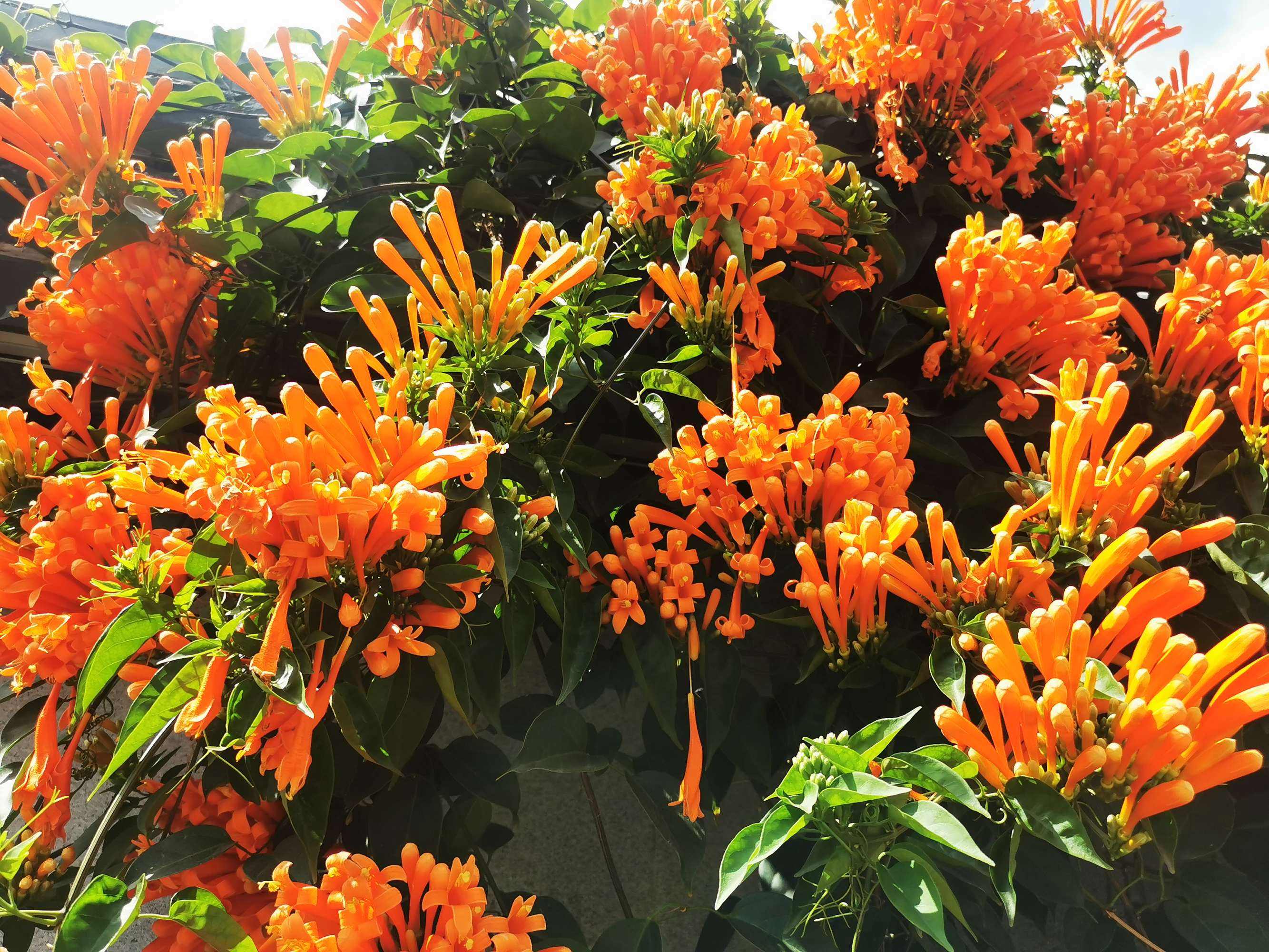 炮仗花.jpeg 炮仗花.jpeg