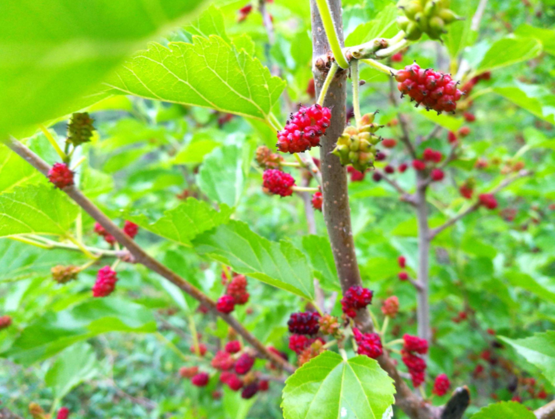 家中種植桑樹要注意.png 家中種植桑樹要注意.png