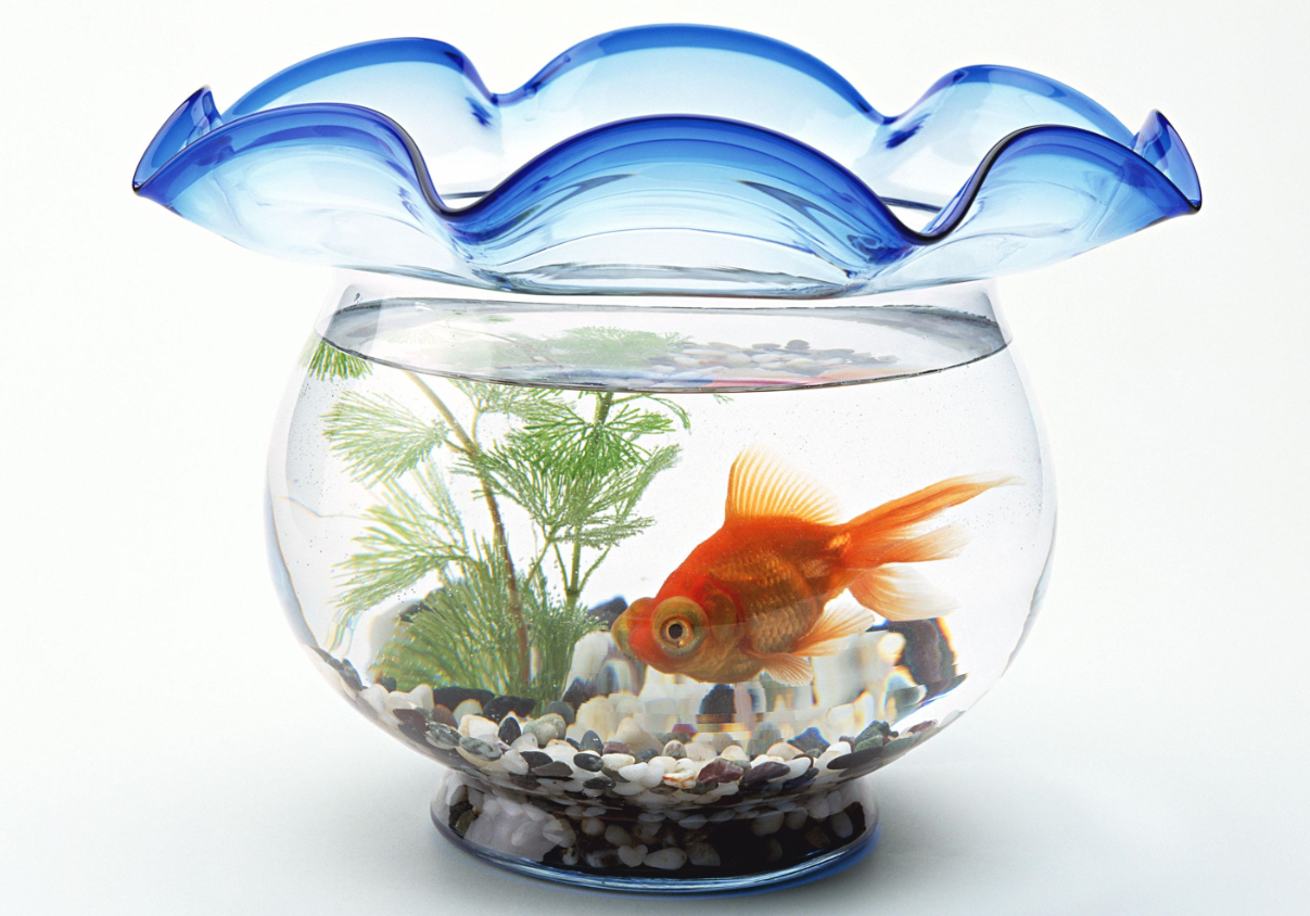 魚缸的濾材擺放順序究竟是怎么樣的.png 魚缸的濾材擺放順序究竟是怎么樣的.png