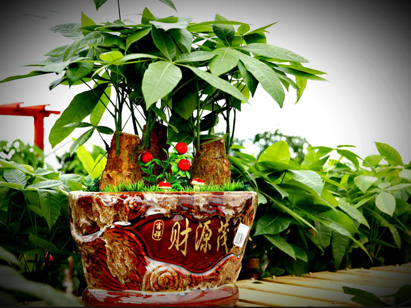 發(fā)財(cái)樹擺放“三要”.png 發(fā)財(cái)樹擺放“三要”.png