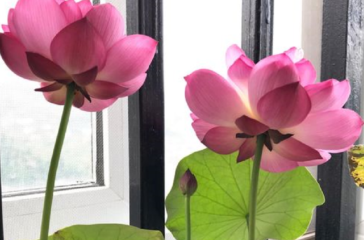 家里不能養的六種花是什么?.png 家里不能養的六種花是什么?.png