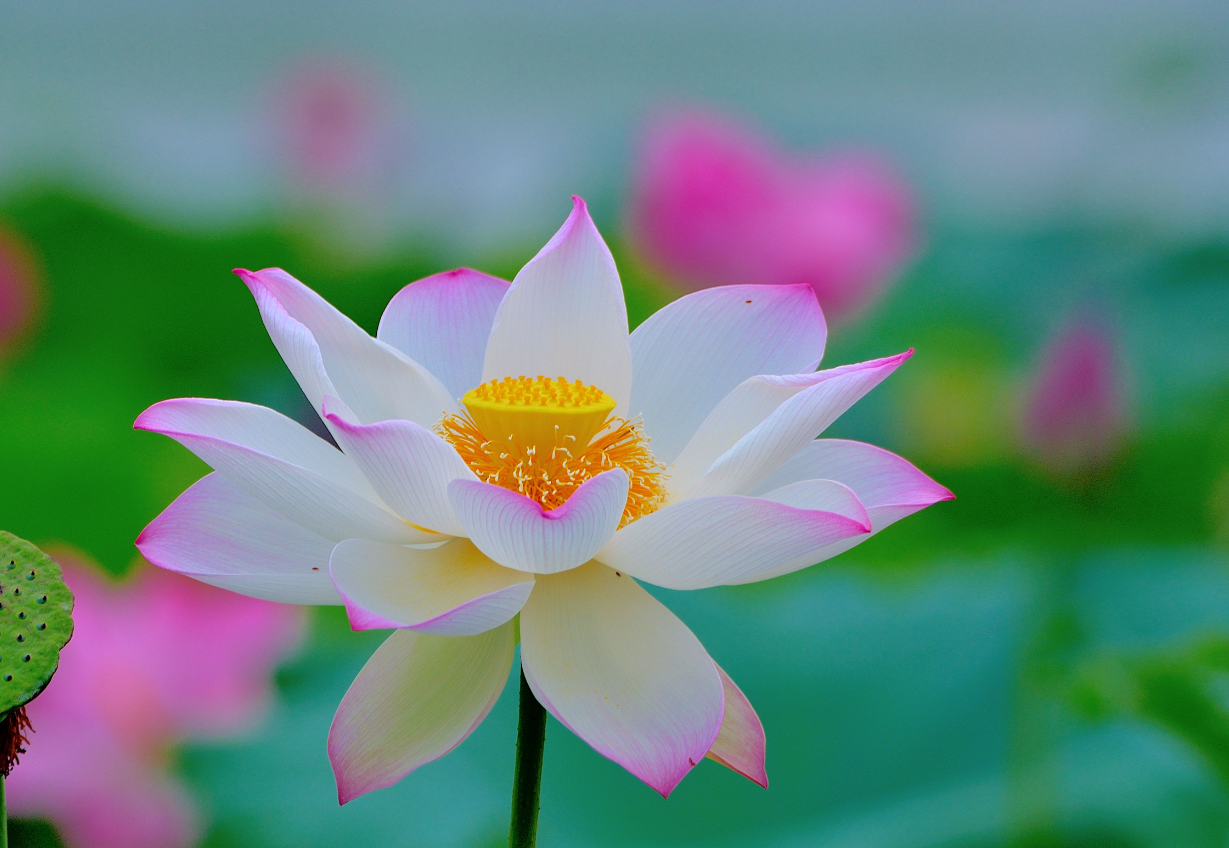 家里不能養荷花的3個原因.png 家里不能養荷花的3個原因.png