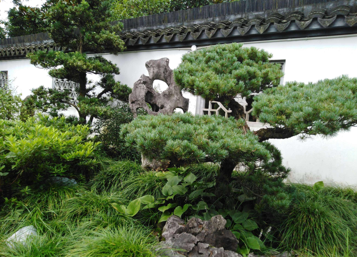 松樹的寓意象征是什么.png 松樹的寓意象征是什么.png