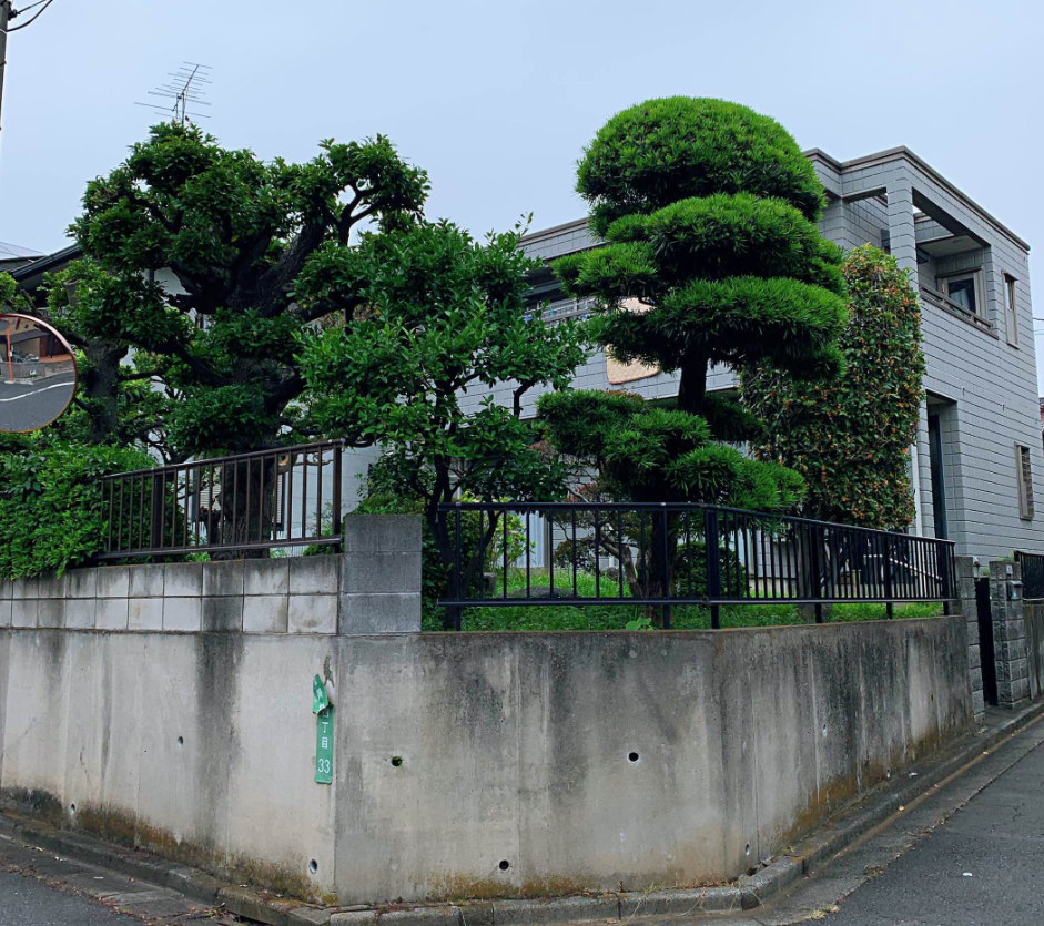 松樹的寓意象征是什么 (2).png 松樹的寓意象征是什么 (2).png