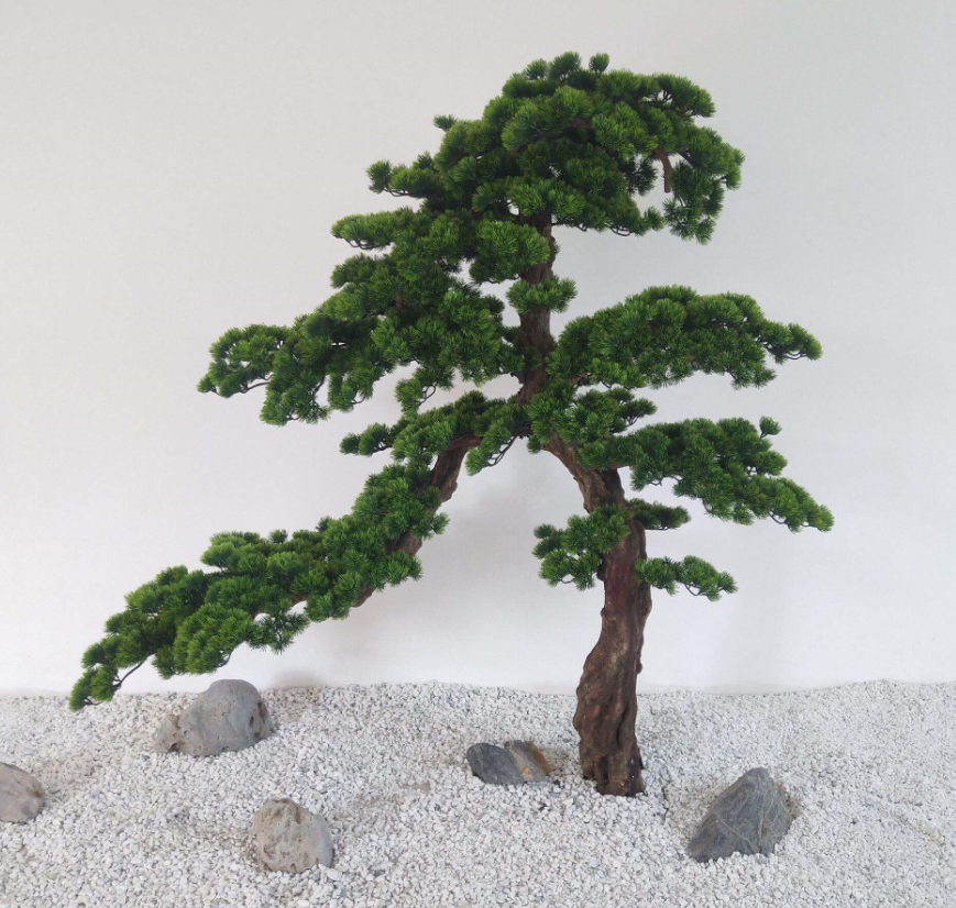 家里為何不能養松.png 家里為何不能養松.png