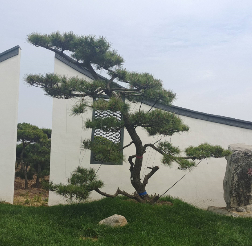 松樹的風水寓意 (2).png 松樹的風水寓意 (2).png