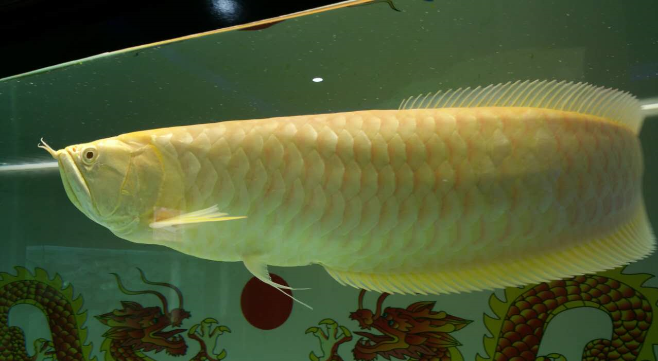 家里養(yǎng)什么魚風水好.png 家里養(yǎng)什么魚風水好.png
