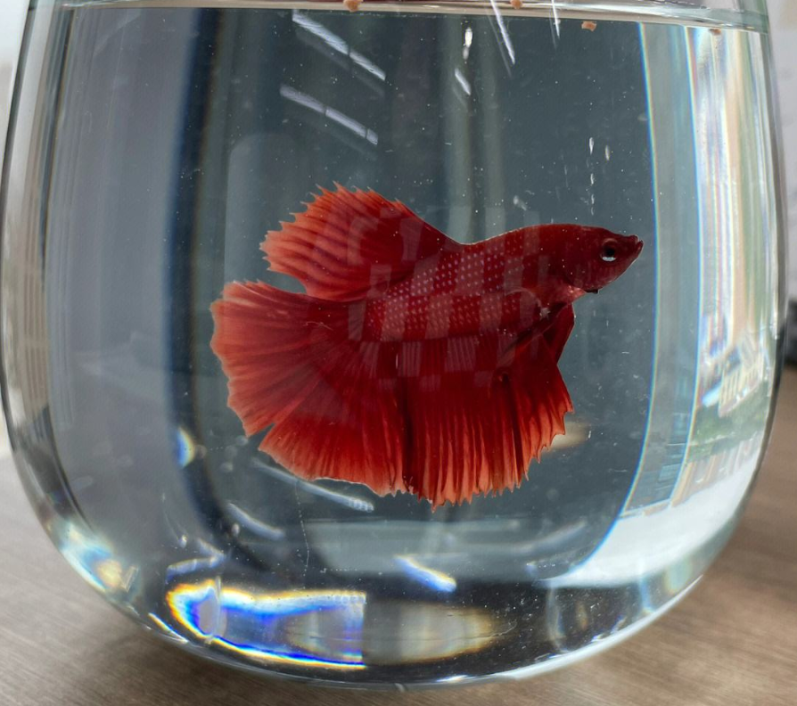 家里養(yǎng)魚?要注意風水常識.png 家里養(yǎng)魚?要注意風水常識.png