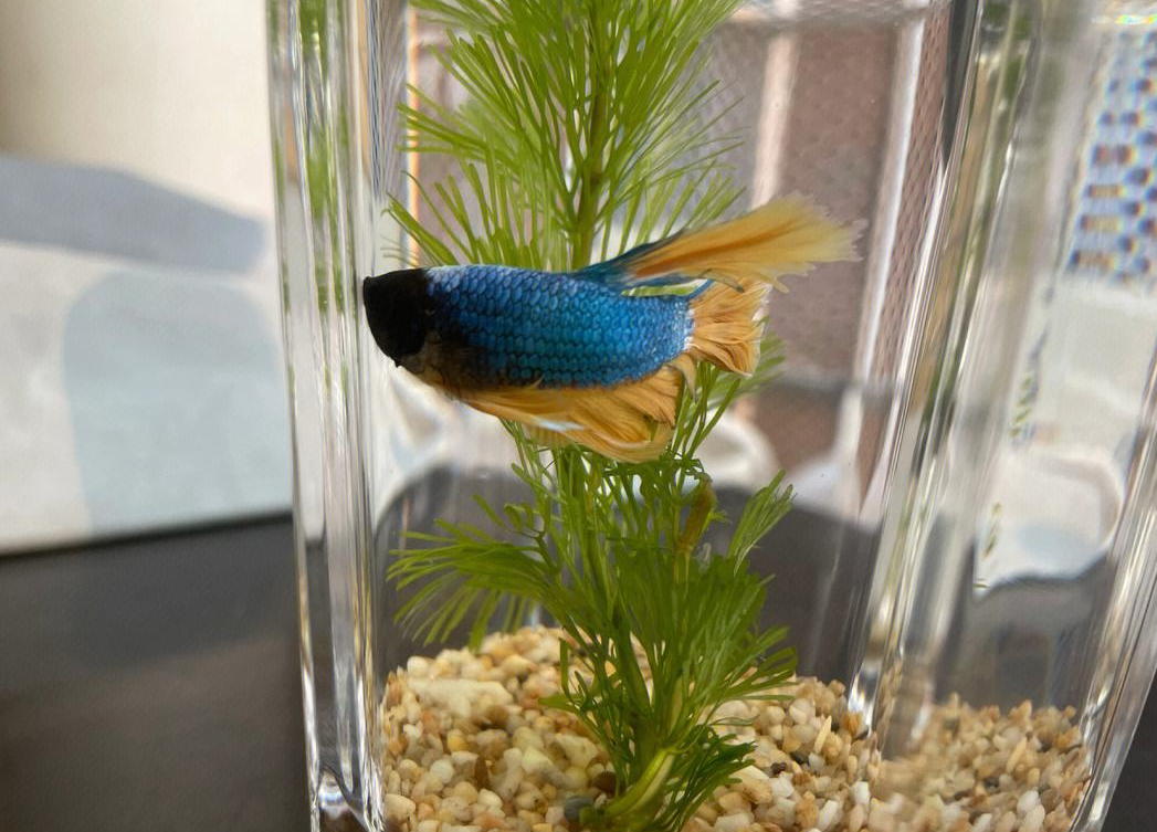 養(yǎng)魚的數(shù)目是多少.png 養(yǎng)魚的數(shù)目是多少.png
