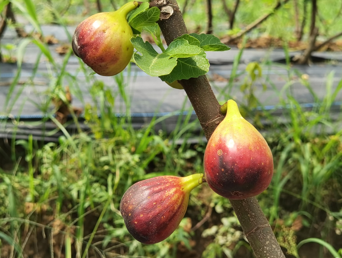 怎樣化解無花果煞氣.png 怎樣化解無花果煞氣.png