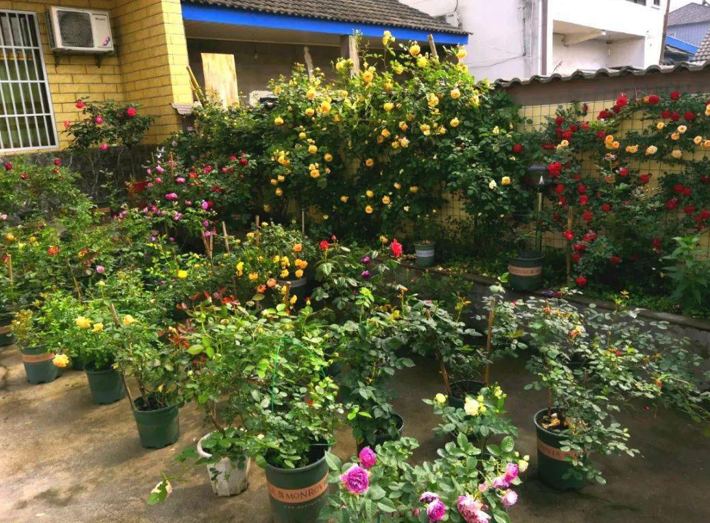 家里養(yǎng)花要注意什么? (3).png 家里養(yǎng)花要注意什么? (3).png