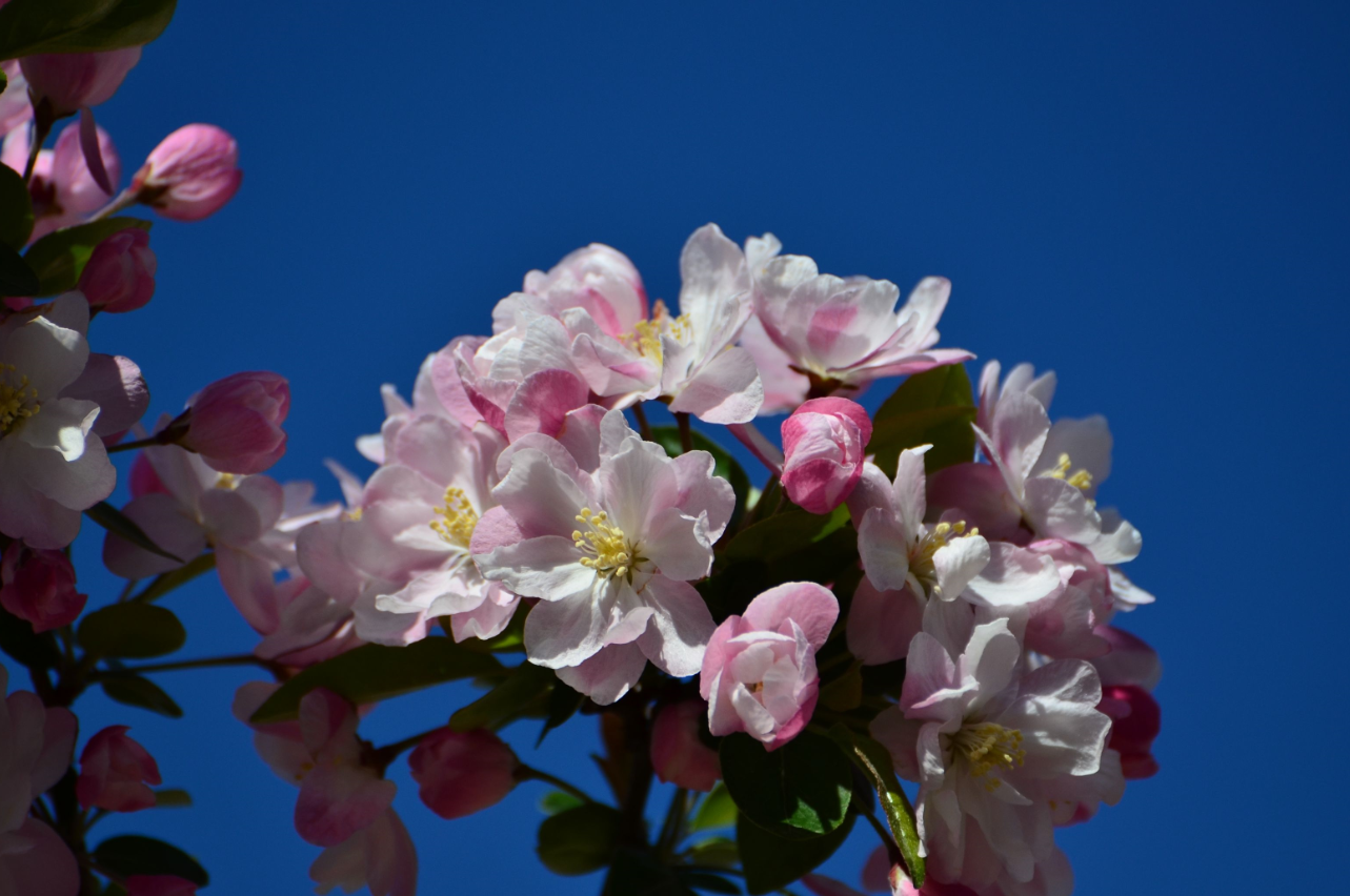 養海棠花的好處.png 養海棠花的好處.png