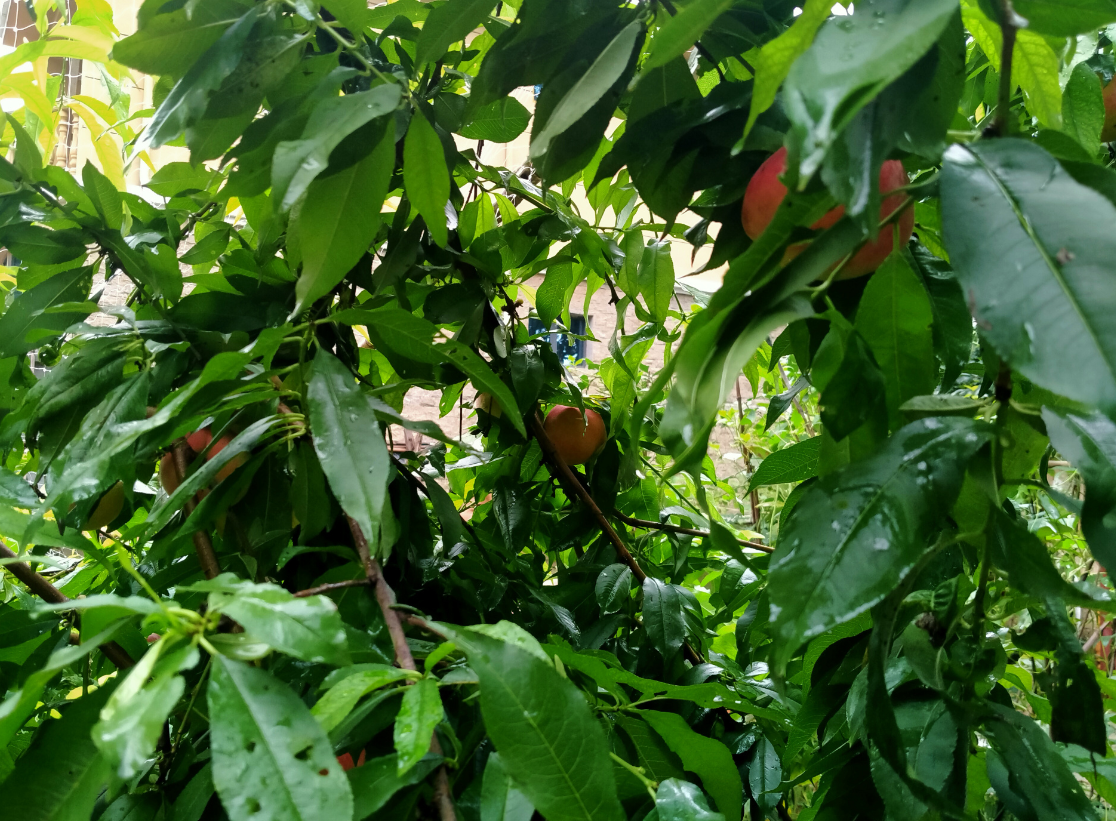 桃樹種植有什么風(fēng)水禁忌 (2).png 桃樹種植有什么風(fēng)水禁忌 (2).png
