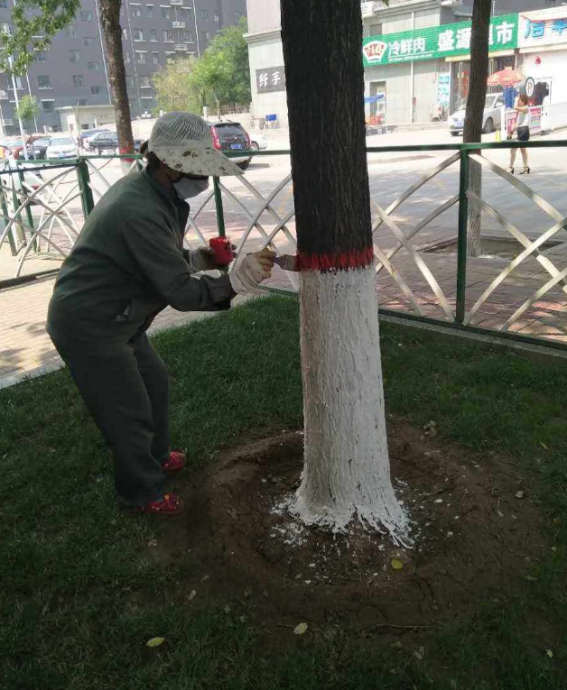 樹為什么要涂一層白色.png 樹為什么要涂一層白色.png
