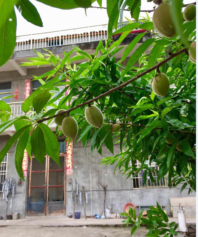 房前種什么樹風水好 (3).png 房前種什么樹風水好 (3).png