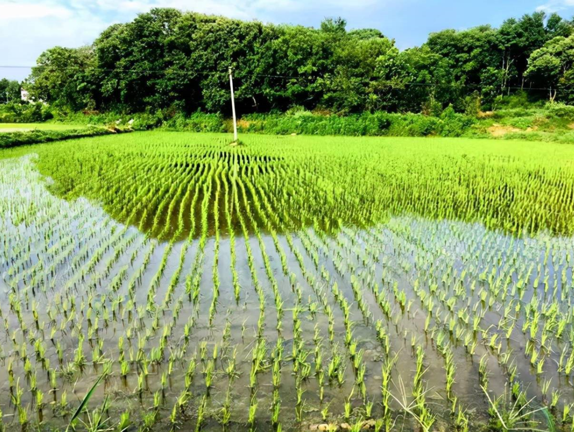 為什么自己不能決定種植作物的類(lèi)型呢?.png 為什么自己不能決定種植作物的類(lèi)型呢?.png
