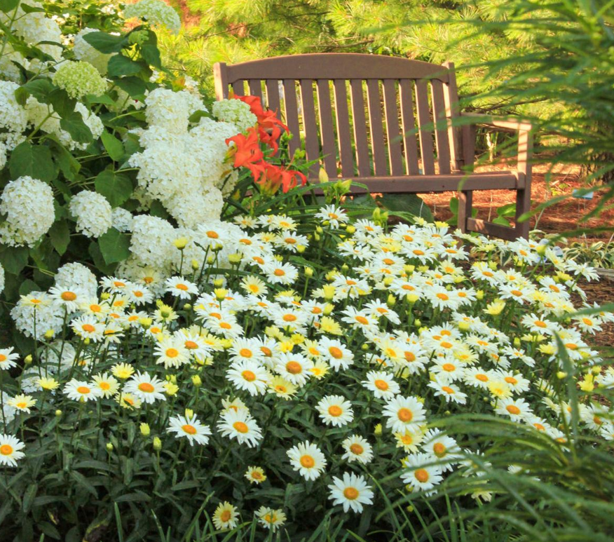 在庭院養殖菊花為何要矮化?.png 在庭院養殖菊花為何要矮化?.png